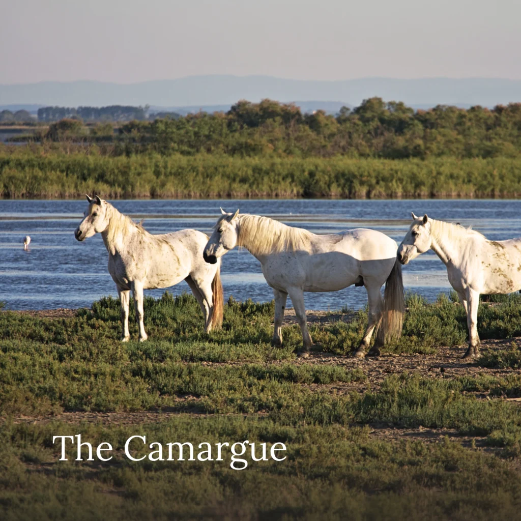 Three white Camargue horses standing beside a wetland lagoon in southern France